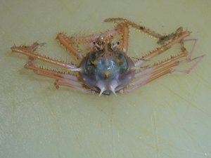 駿河湾の深海ガニ（駿河湾のトロール漁）