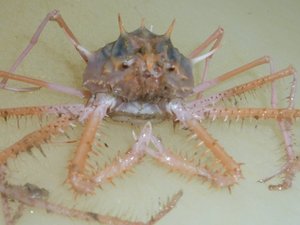 駿河湾の深海ガニ（駿河湾のトロール漁）