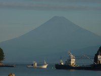 メンダコ（駿河湾の恵）