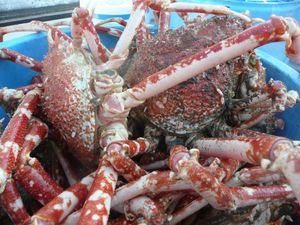 高足ガニの水揚げ（12月20日のカゴ網漁）