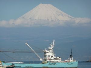 今日の富士山（戸田港より）