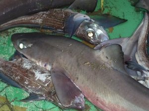 トロール船で獲れた深海魚と深海サメ（駿河湾）