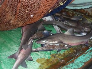 トロール船で獲れた深海魚と深海サメ（駿河湾）
