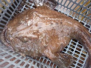 トロール船で獲れた深海魚と深海サメ（駿河湾）