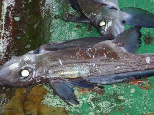 トロール船で獲れた深海魚と深海サメ（駿河湾）