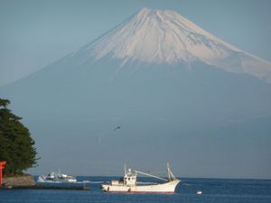 今日の富士山（戸田港より）