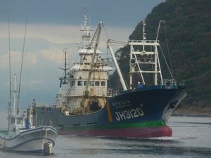 巻き網船の帰港（戸田港）