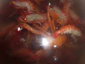 オオコシオリエビと深海エビ（駿河湾の恵）