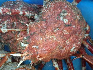 高足ガニの水揚げ（駿河湾の恵）
