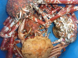 高足ガニとオオエンコウガニ（駿河湾のカゴ網漁）