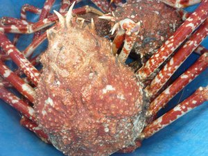 高足ガニのかご網漁（駿河湾）