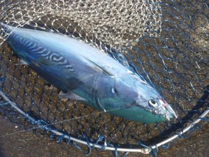 今朝の岸壁釣り（戸田港）
