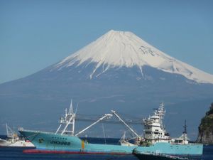 今日の富士山（戸田港より）