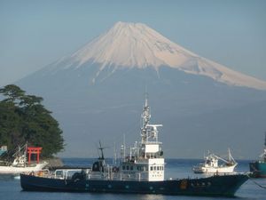 今日の富士山（戸田港より）