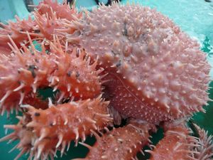 深海ガニの水揚げ（駿河湾のトロール漁）