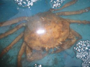 深海ガニの水揚げ（駿河湾のトロール漁）