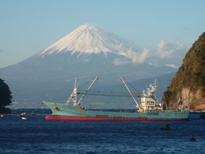 深海エビの水揚げ（アカザエビ、ボタンエビ、ヒゲナガエビ）