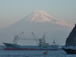 今日の富士山（戸田港より）