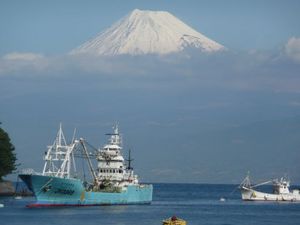 今朝の富士山（戸田港より）