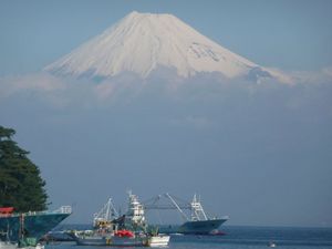 今日の富士山（戸田港より）