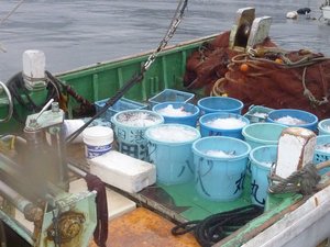 今日の高足ガニ漁（駿河湾のトロール漁）