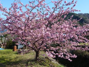 春の便り（桃の花とメジロ）