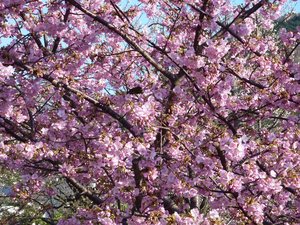 春の便り（桃の花とメジロ）