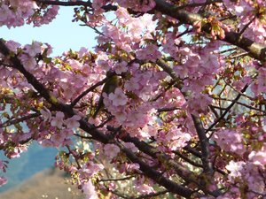 春の便り（桃の花とメジロ）