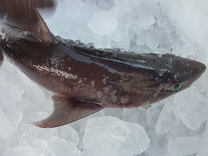 駿河湾の深海ザメ（駿河湾のトロール漁）