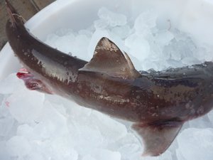 駿河湾の深海ザメ（駿河湾のトロール漁）
