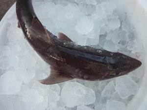 駿河湾の深海ザメ（駿河湾のトロール漁）