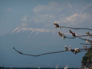 今日の富士山（戸田港より）