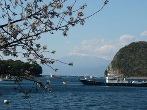 今日の富士山（戸田港より）