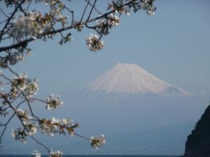 今日の富士山（戸田港より）