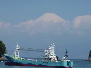 今日の富士山（戸田港）