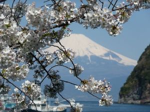 今日の富士山（戸田港より）