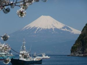 今日の富士山（戸田港より）