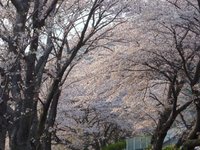 満開の桜並木（戸田）