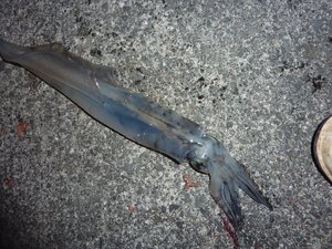 夜のヤリイカ釣り（戸田港岸壁にて）