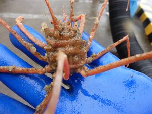 駿河湾の深海ガニ（今日のトロール漁）