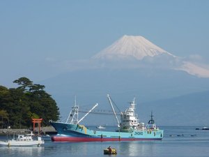 今日の富士山（戸田港）
