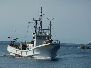 今日の高足ガニ漁（駿河湾のトロール漁）
