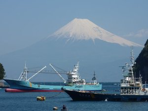 今日の富士山（戸田港）