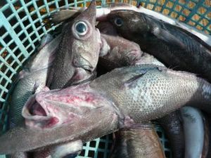 駿河湾の深海ザメと深海魚（駿河湾のトロール漁）