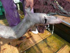駿河湾の深海ザメと深海魚（駿河湾のトロール漁）