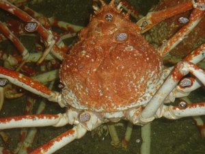 水槽の中の高足ガニ