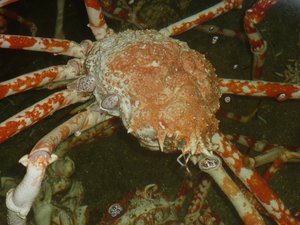 水槽の中の高足ガニ