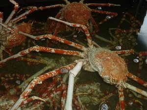 水槽の中の高足ガニ