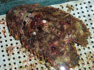 水槽の中のゾウリエビ