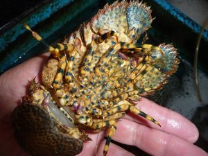 水槽の中のゾウリエビ